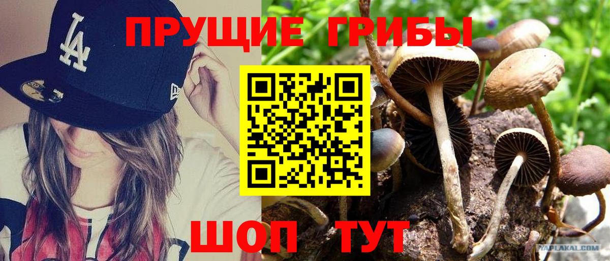 Псилоцибиновые грибы GOLDEN TEACHER  Вход с VPN  Псилоцибиновые грибы Magic Shrooms  Медногорск 